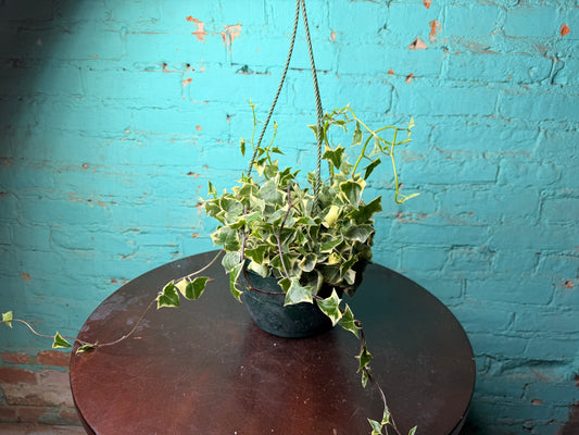 Wax Ivy 6”