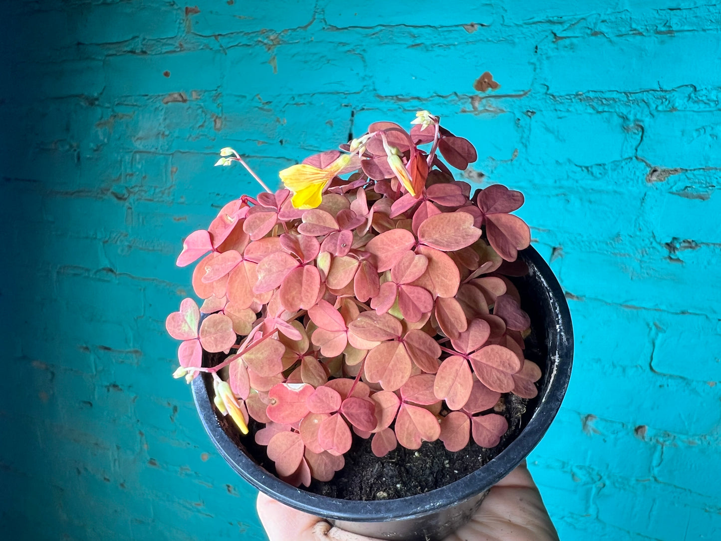 OXALIS -Shamrocks “Sunset Velvet”