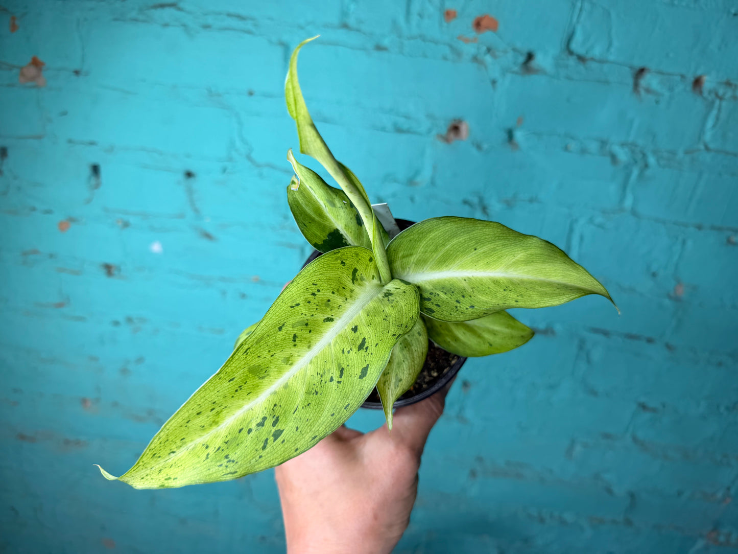 Dieffenbachia Camouflage 4”