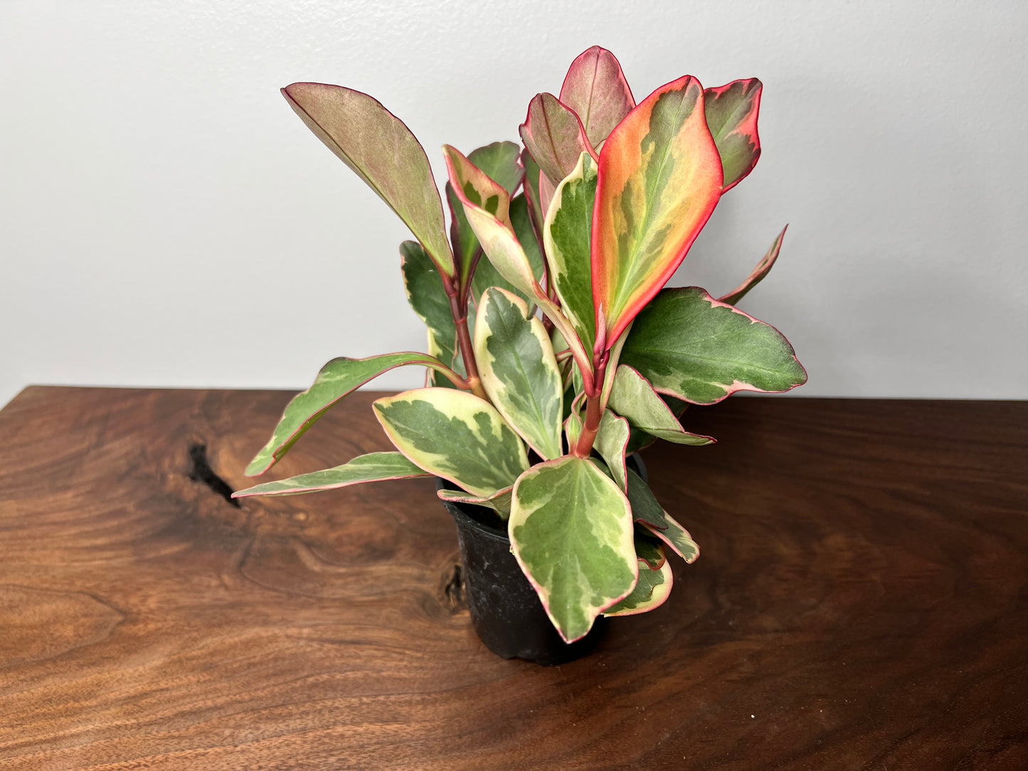 Peperomia- Ginny (Rainbow)