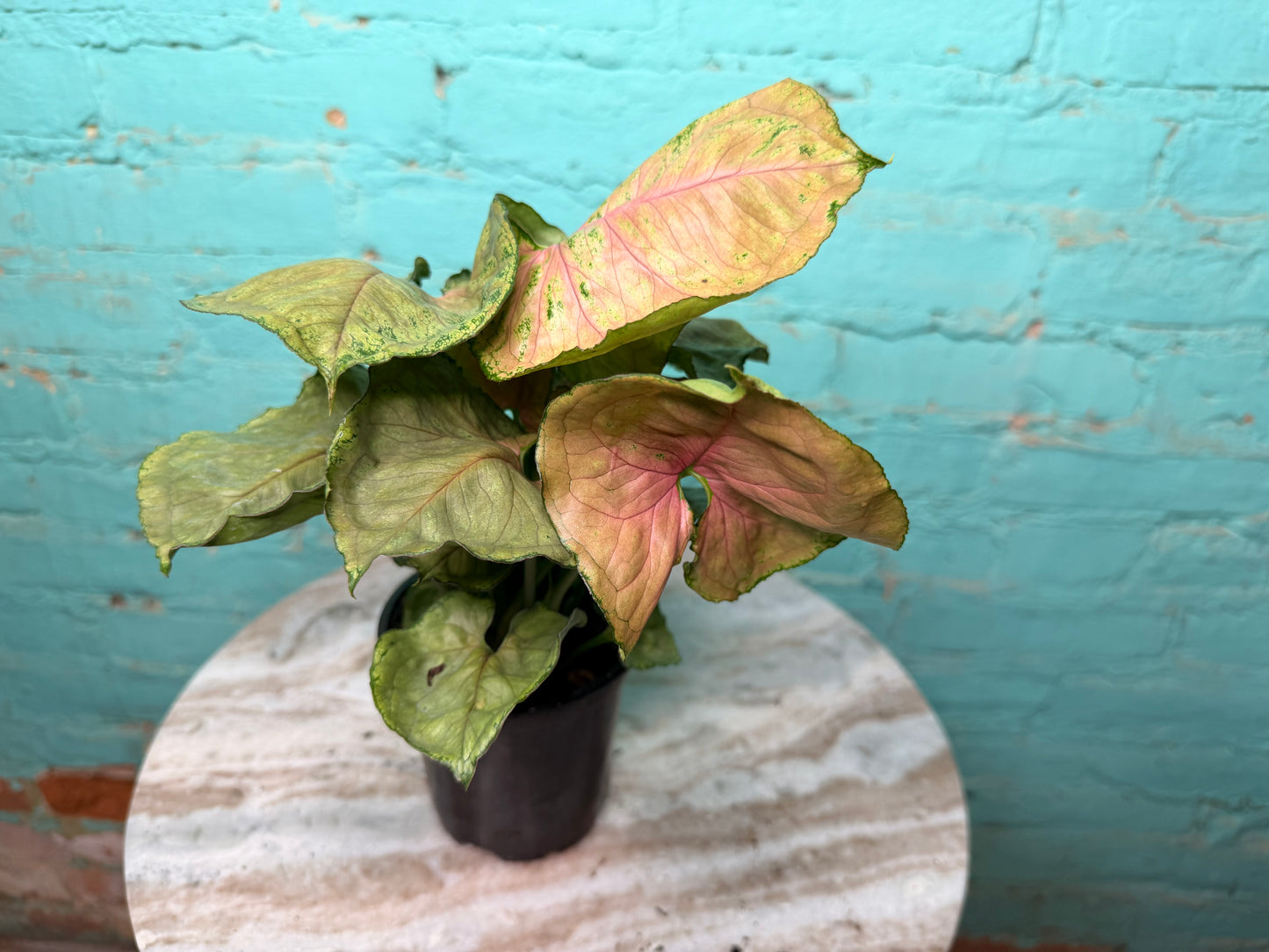 Syngonium ‘Neon Robusta’