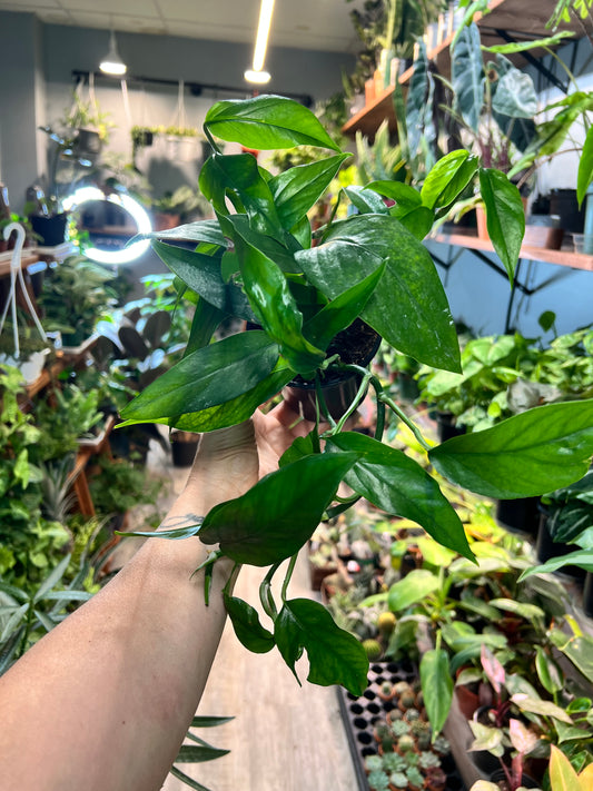 Baltic blue Pothos