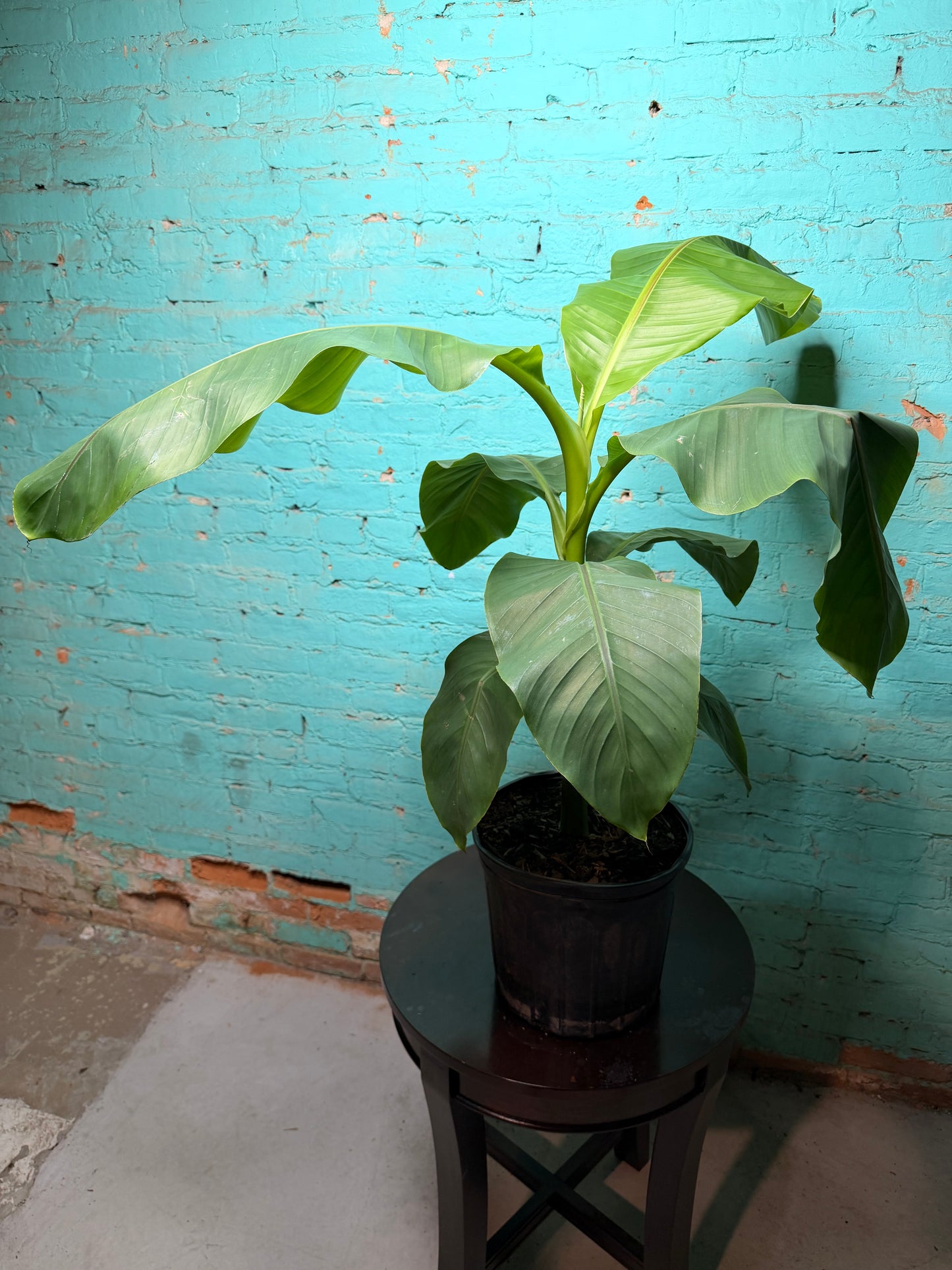 Banana Plant Ice Cream 10”