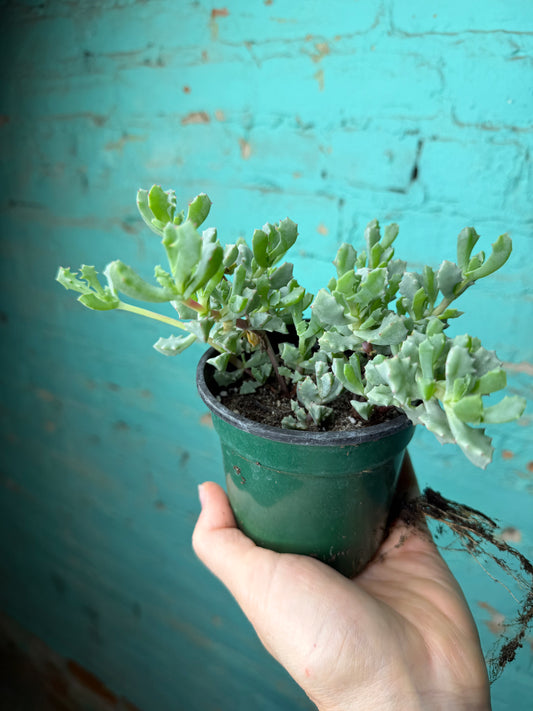 Oscularia Deltoides ‘Pink Ice Plant’ 4”