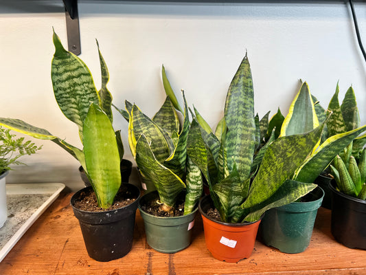 Snake plant 4”
