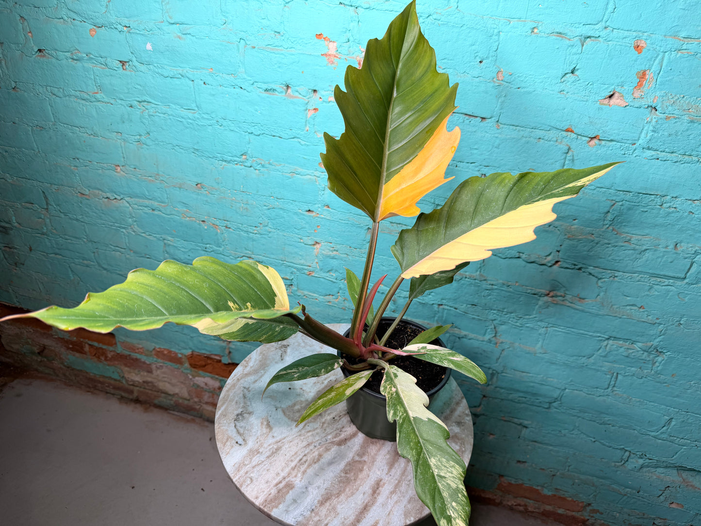 Philodendron Carmel Marble 6”