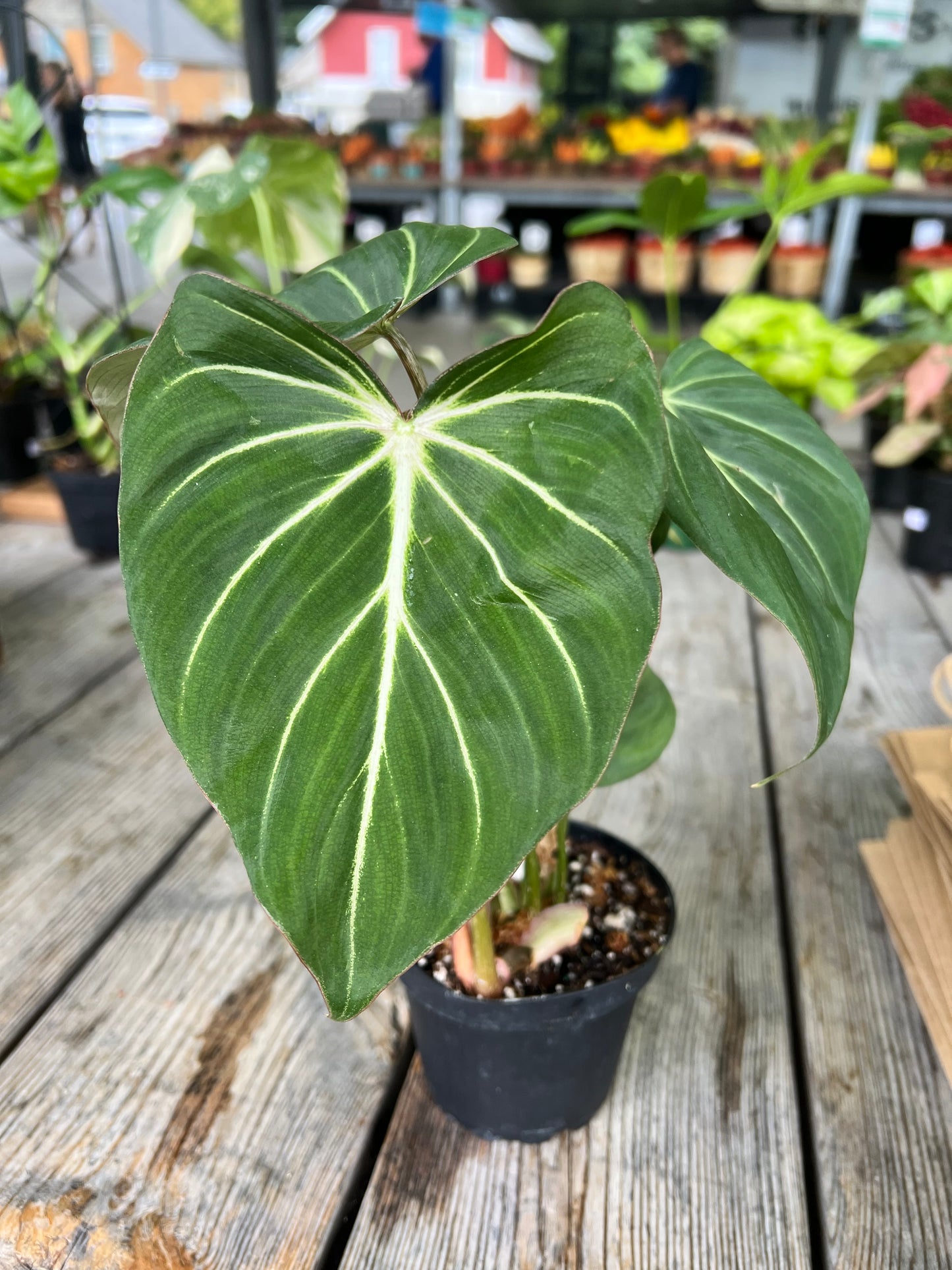 Philodendron Gloriosum