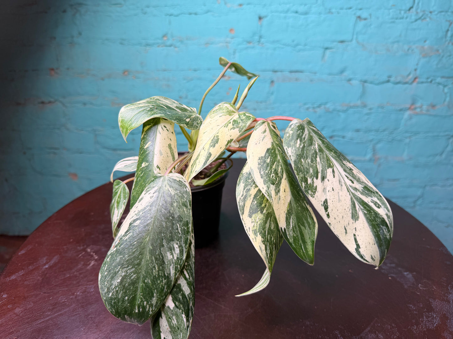 Philodendron ‘Emerald King’ 4”