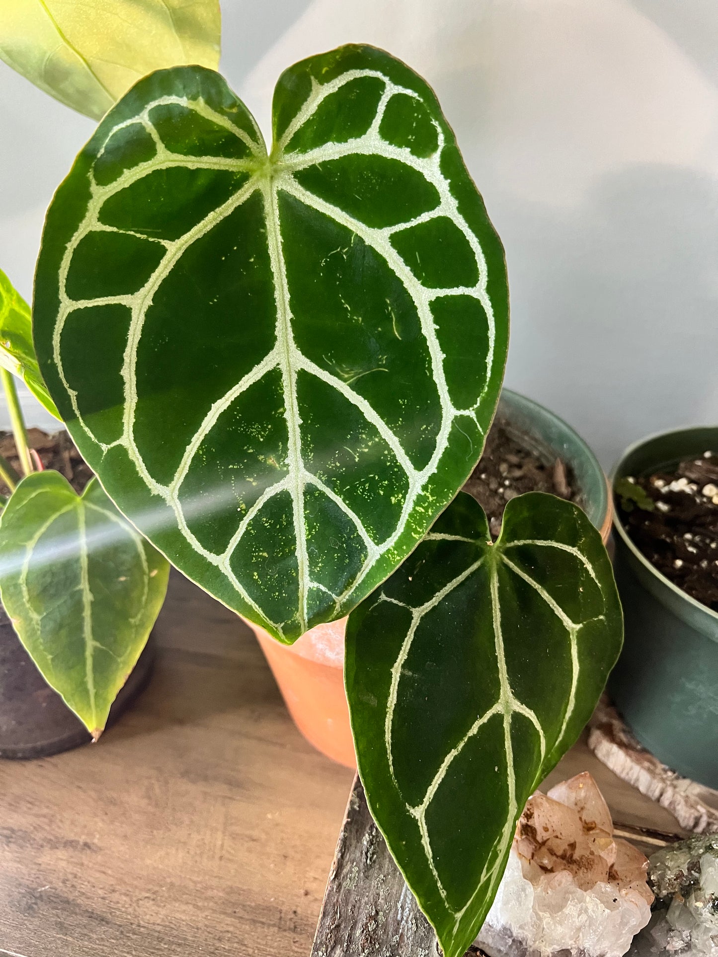 Anthurium Crystallinum