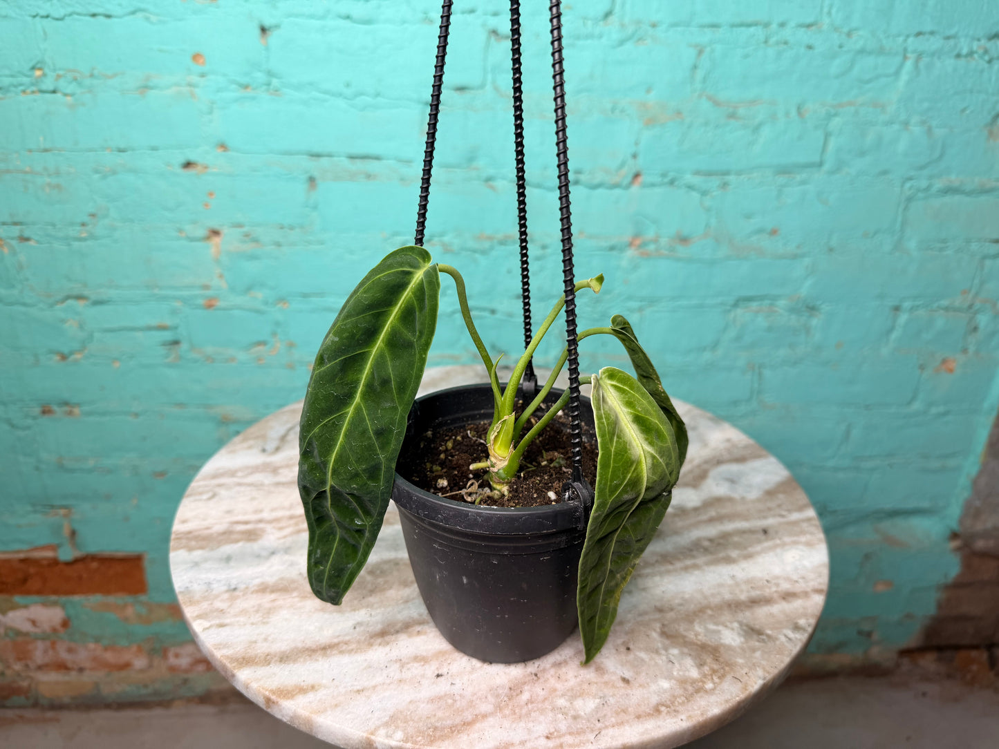 Anthurium Warocqueanun Basket- 😍