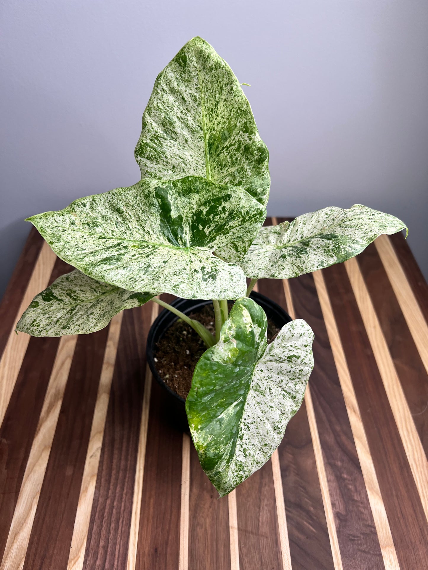 Alocasia Albo Blizzard 6”