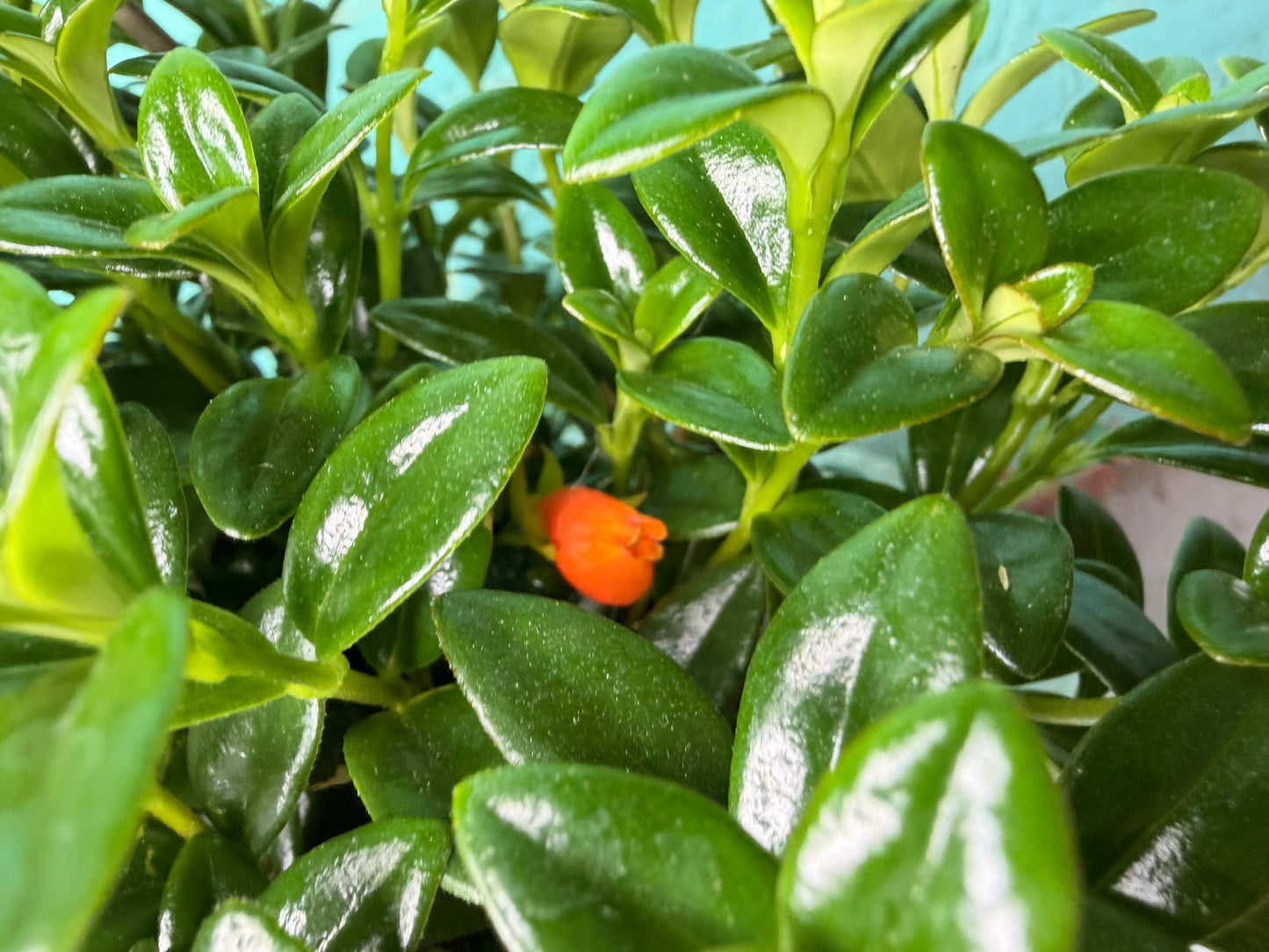 Goldfish plant 6” basket