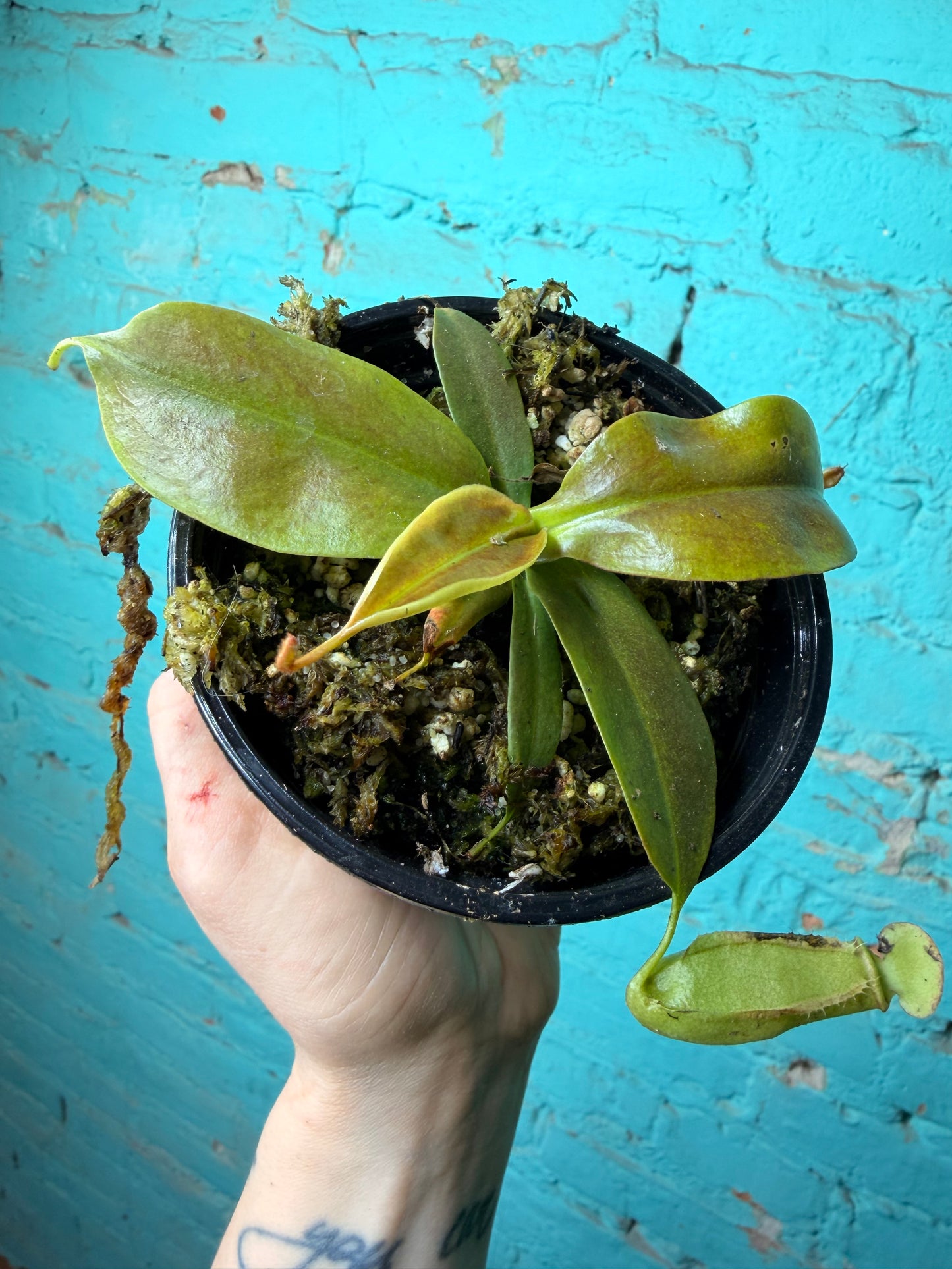 Nepenthes Pitcher Plant “Gaya” 4”