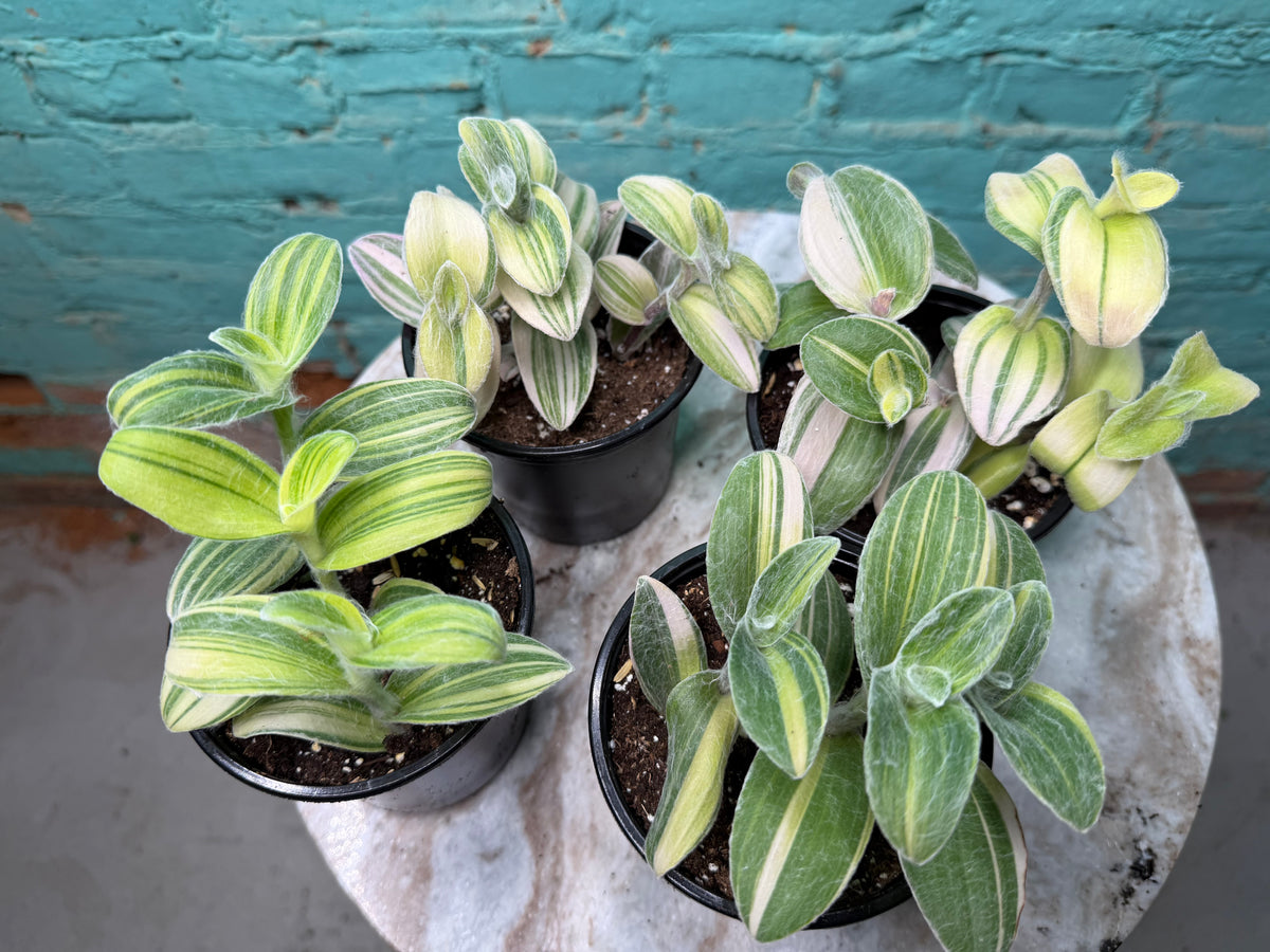 Tradescantia sillamontana ‘White Velvet Tradescantia’