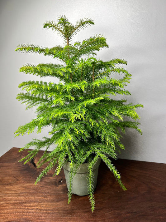 Norfolk Pine 6”