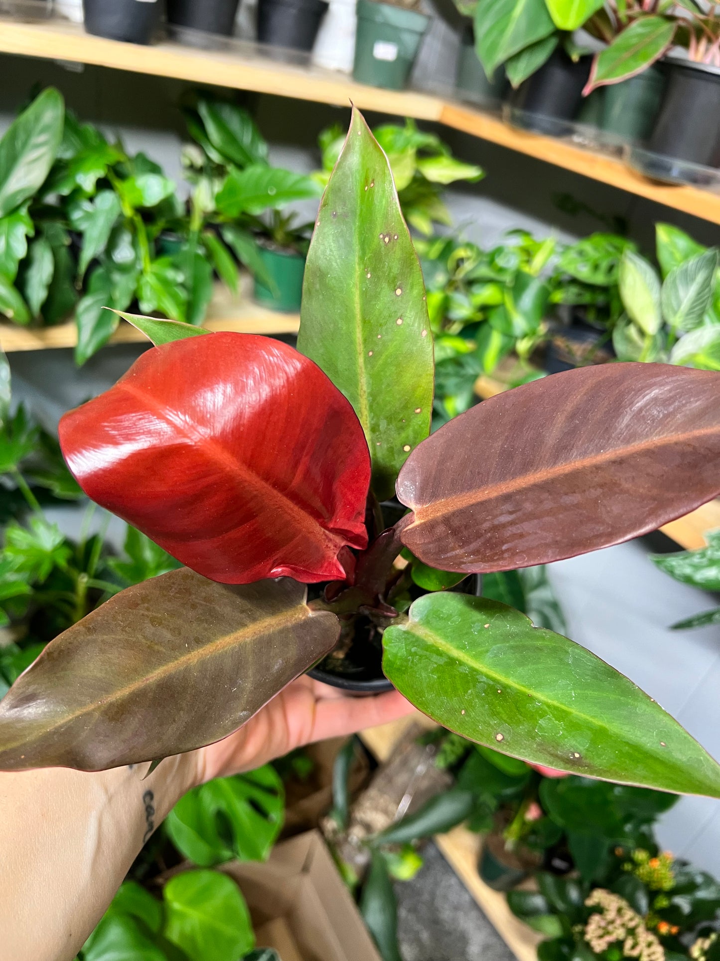 Philodendron- Red Sun