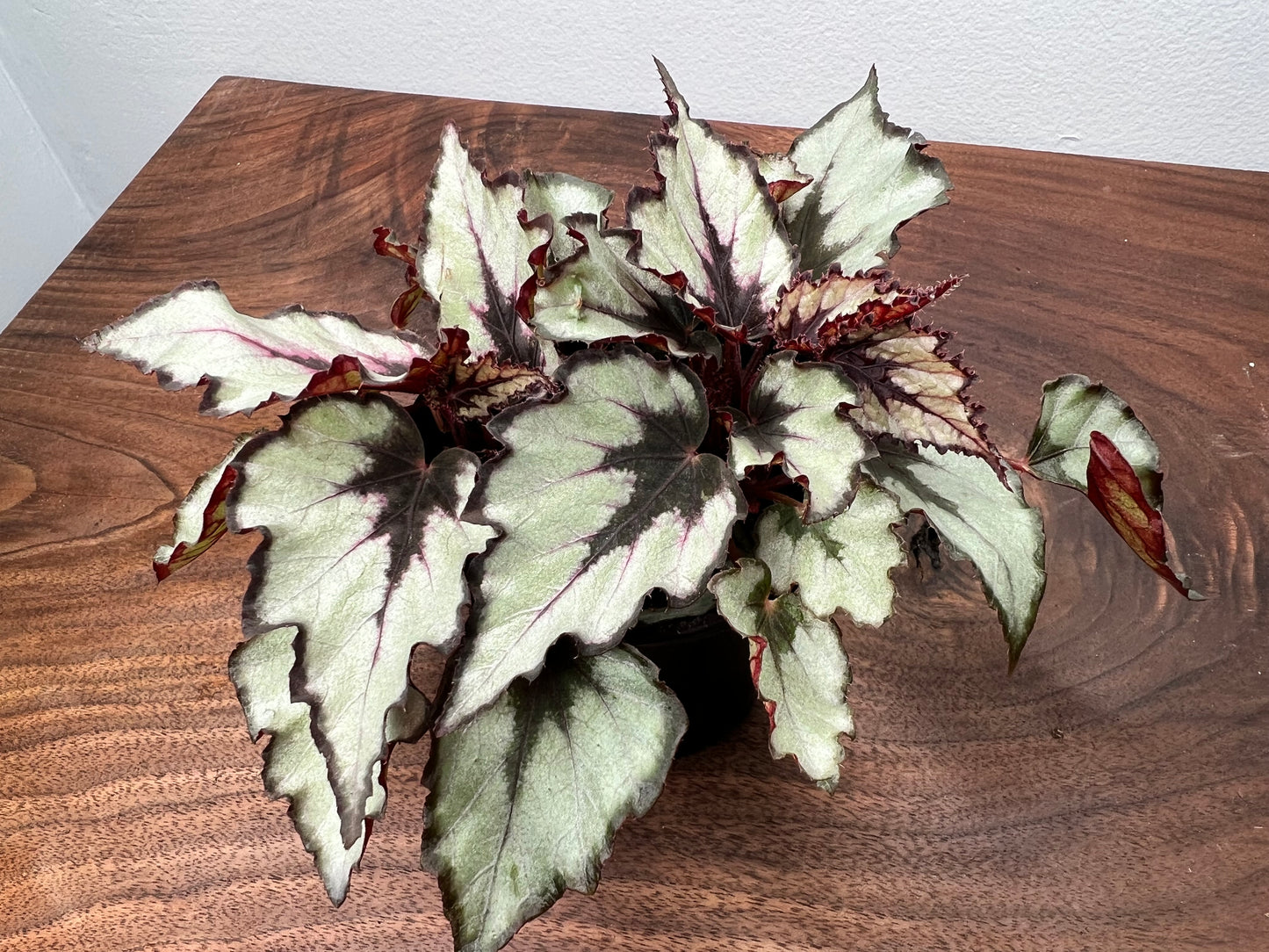 Begonia Painted Leaf