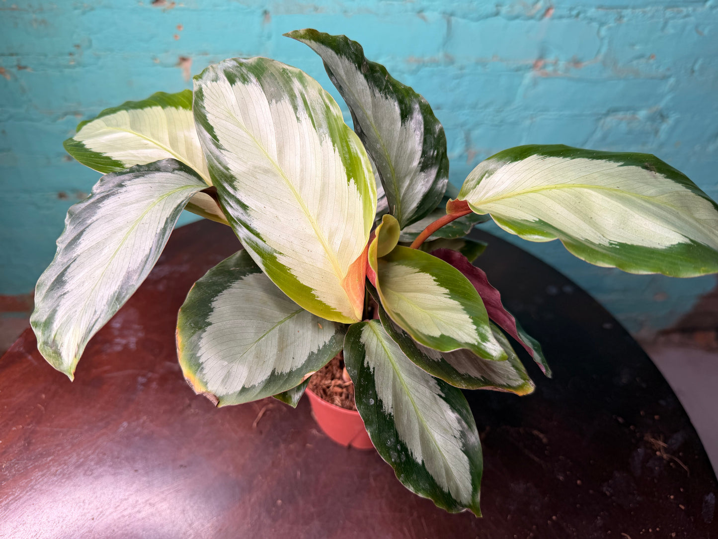 Calathea Cornona 4”