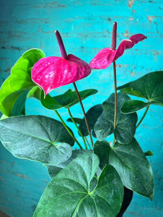 Anthurium Purple 6”