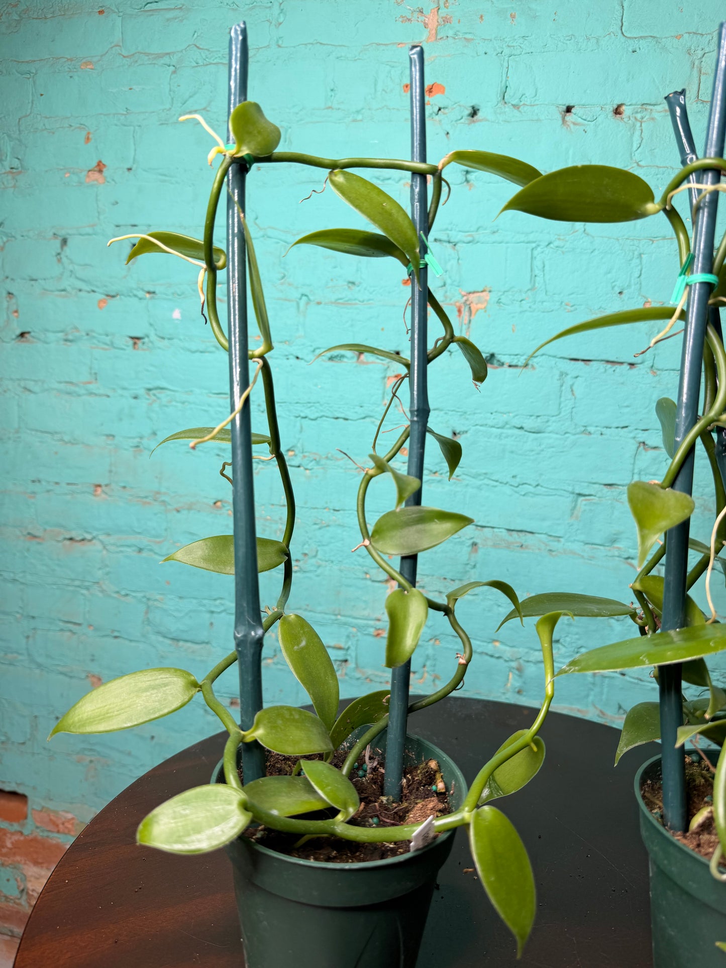 Vanilla Bean Orchids Trellis