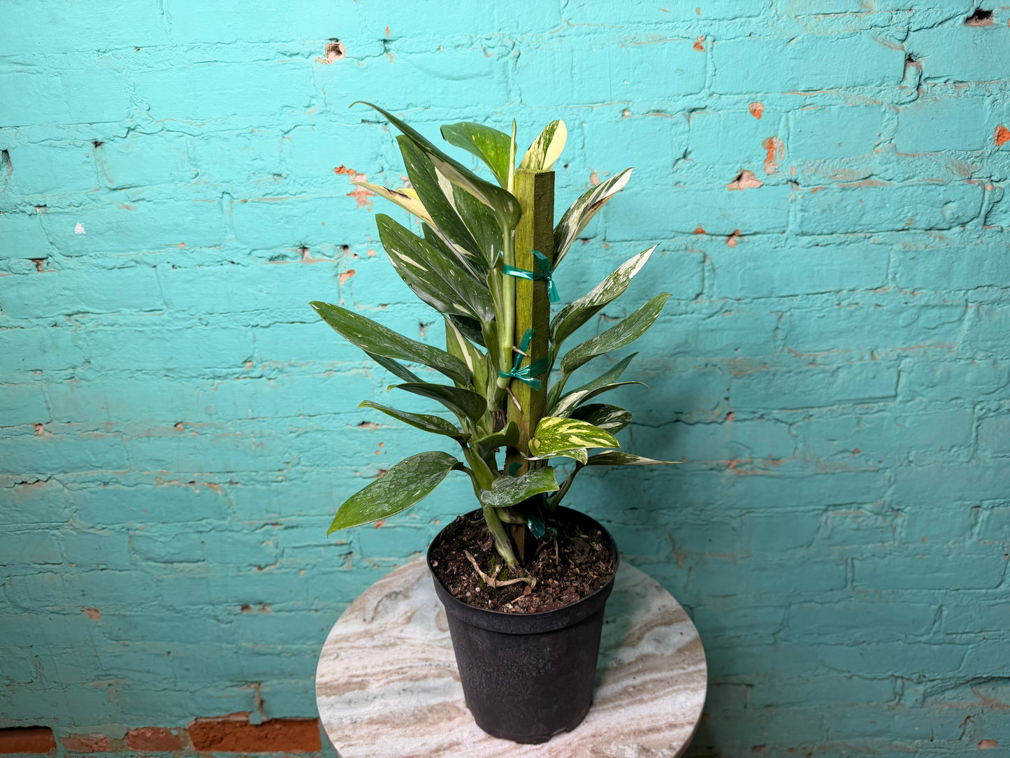 Monstera Standleyana Variegated Totem 6”