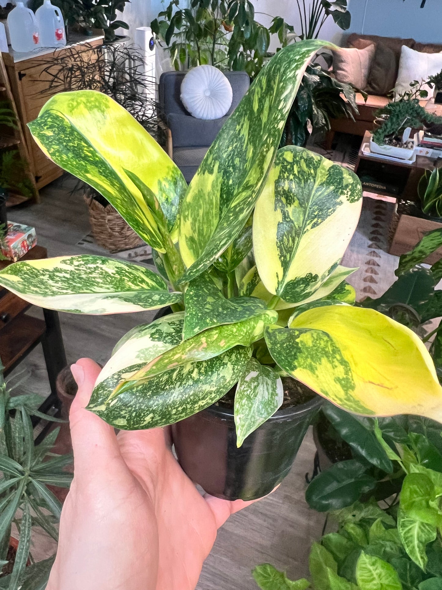 Philodendron Congo Nuclear Variegated
