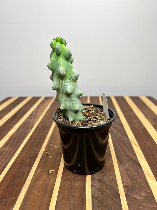 Boobie Cactus 4” 3 inches