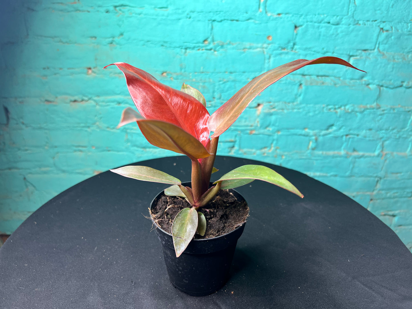 Philodendron- Red Sun