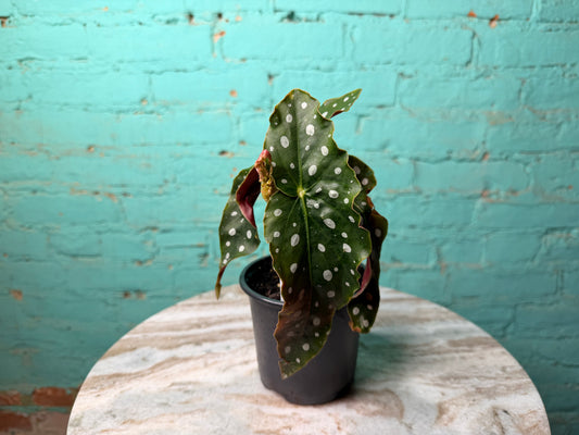 Begonia Maculata- Polka Dot 4”