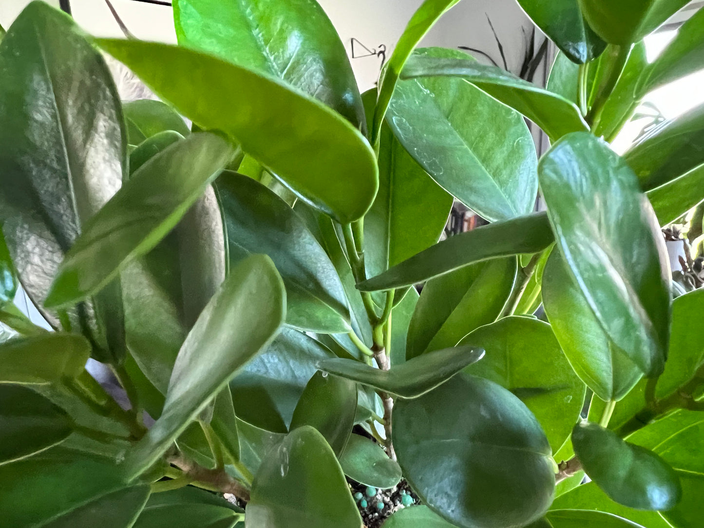 Ficus Green Island – The Rooted Plant Shop