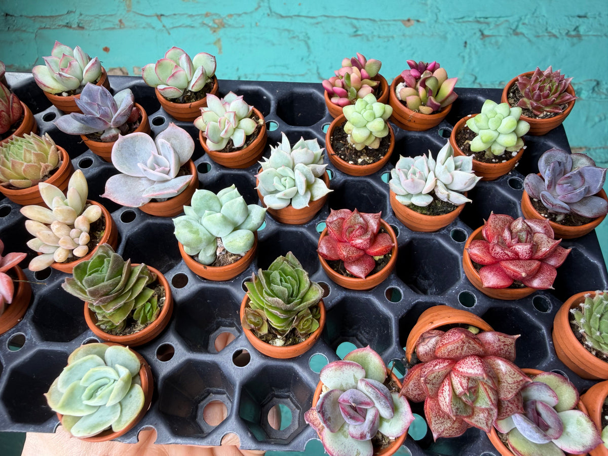 Succulent Thimble clay 1”