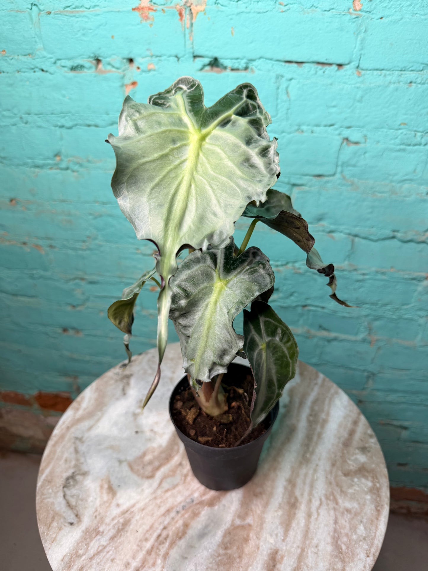 Alocasia Venom 4” (Non-TC)