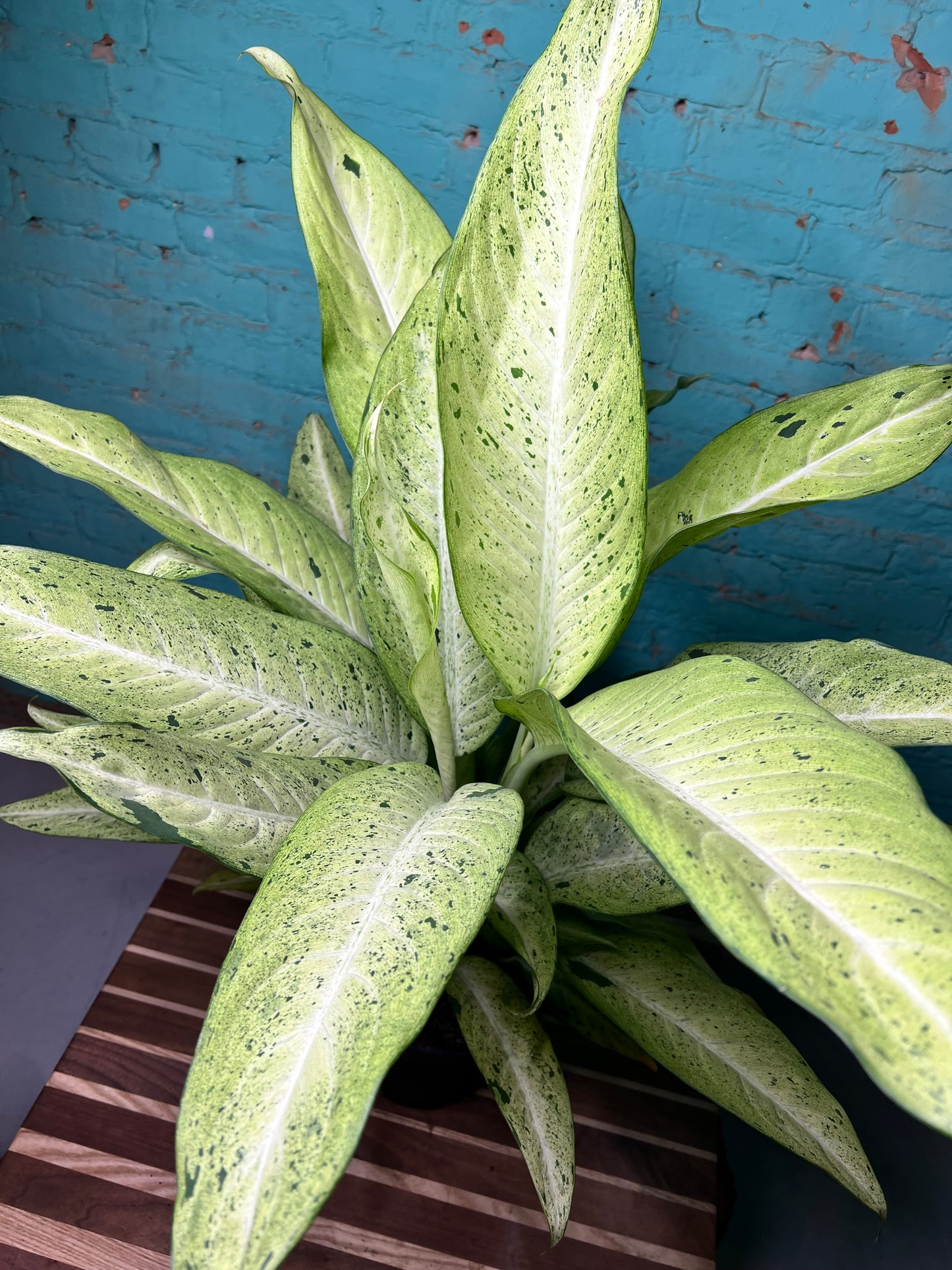 Dieffenbachia 8”