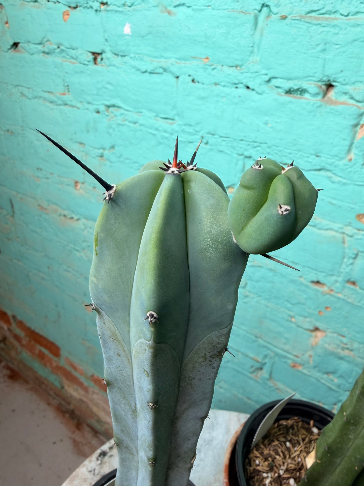 Myrtillocactus Geometrizans 4” “Blue candle Cactus