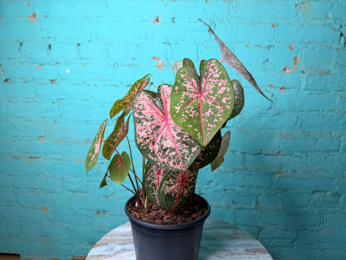 Caladium 6” ‘Pink Dream’