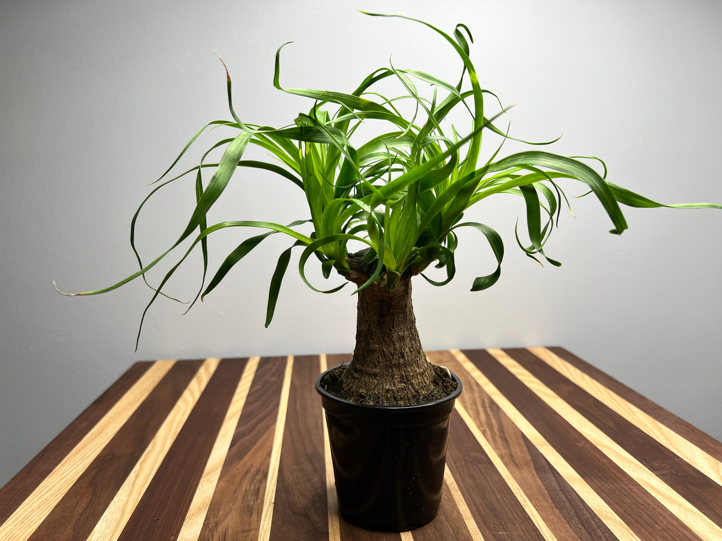 Ponytail Palm 4”