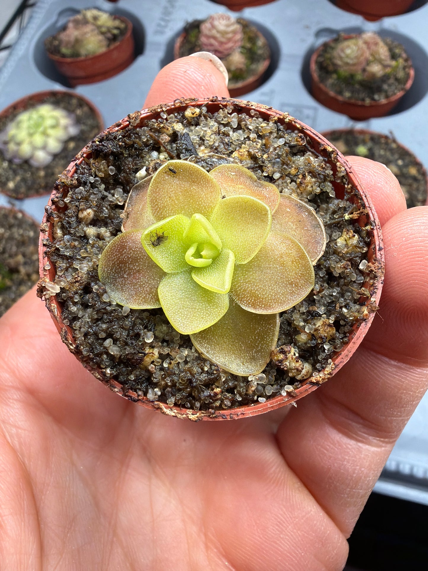 Pinguicula Agnata 1.5”