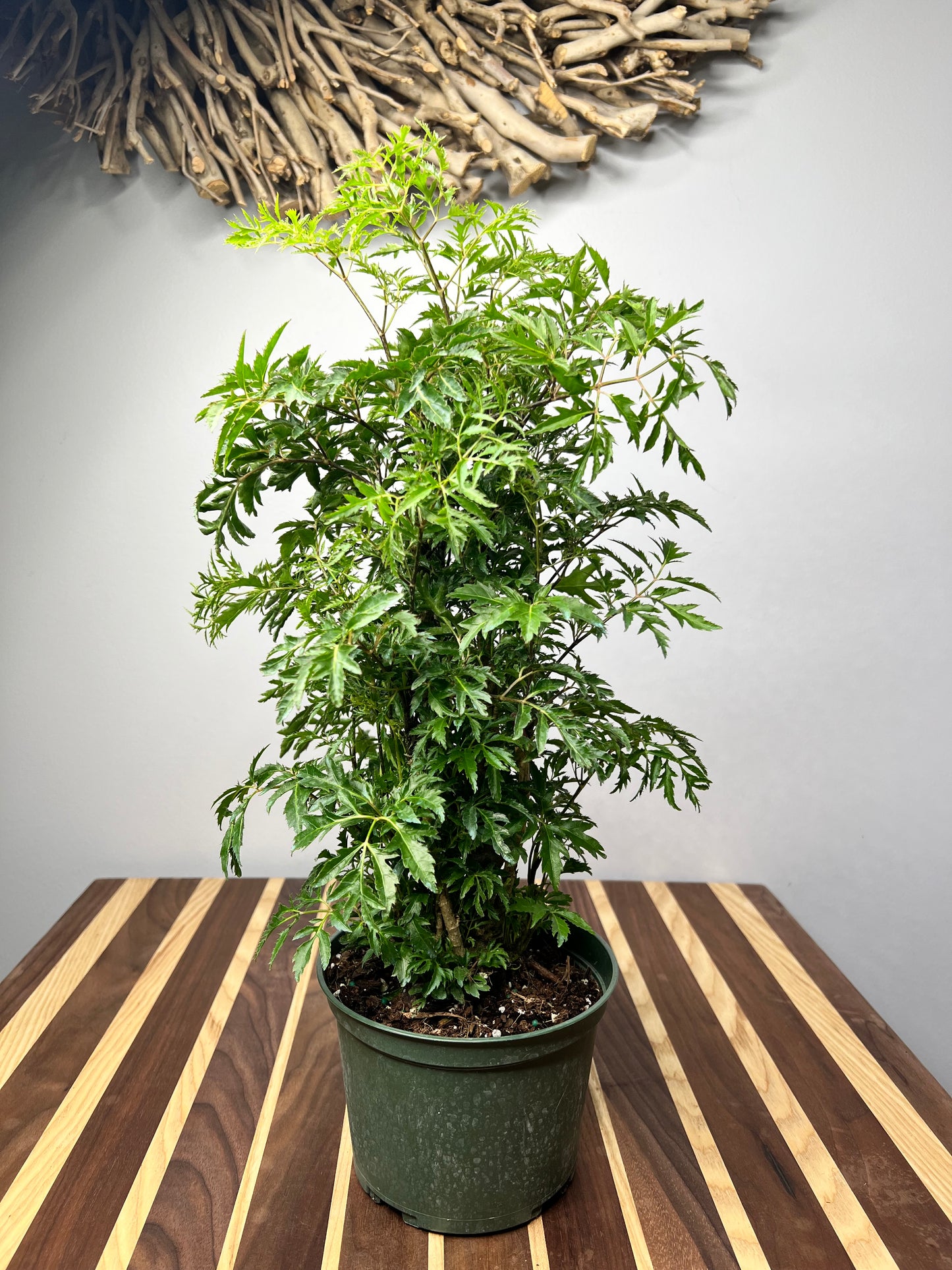 Ming Aralia 6”