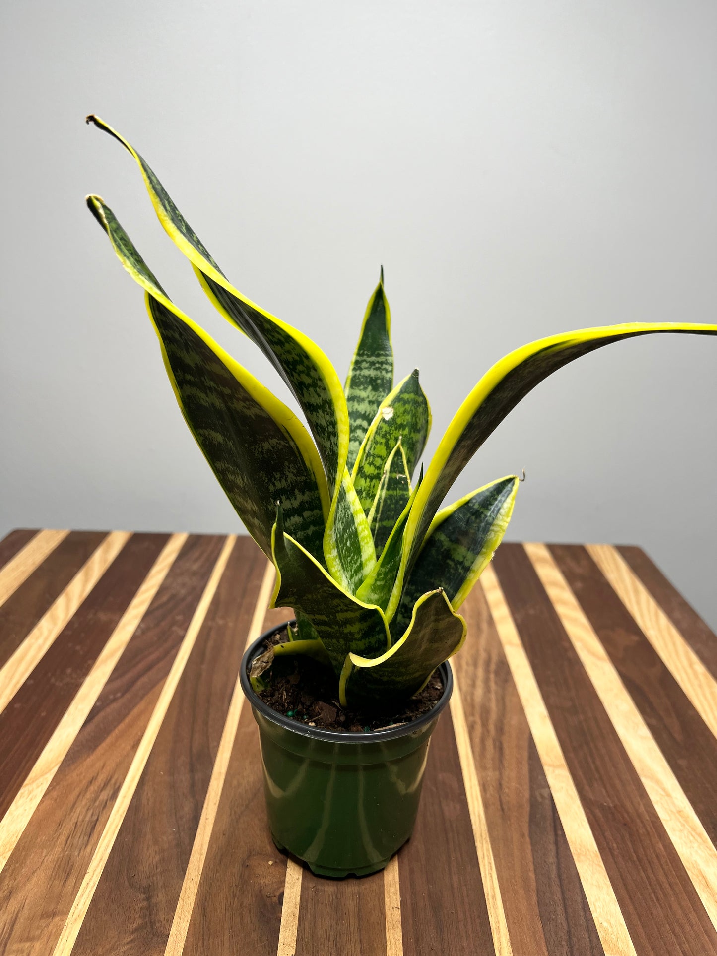 Snake plant (Laurentin) 4”