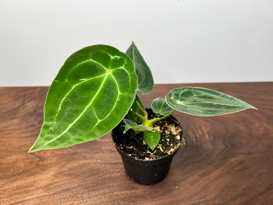 Anthurium Forgetii Hybrid