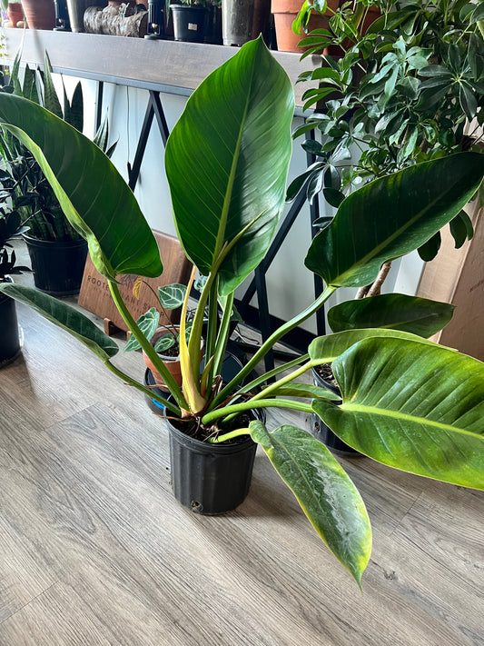 Philodendron Congo Thailand 10”