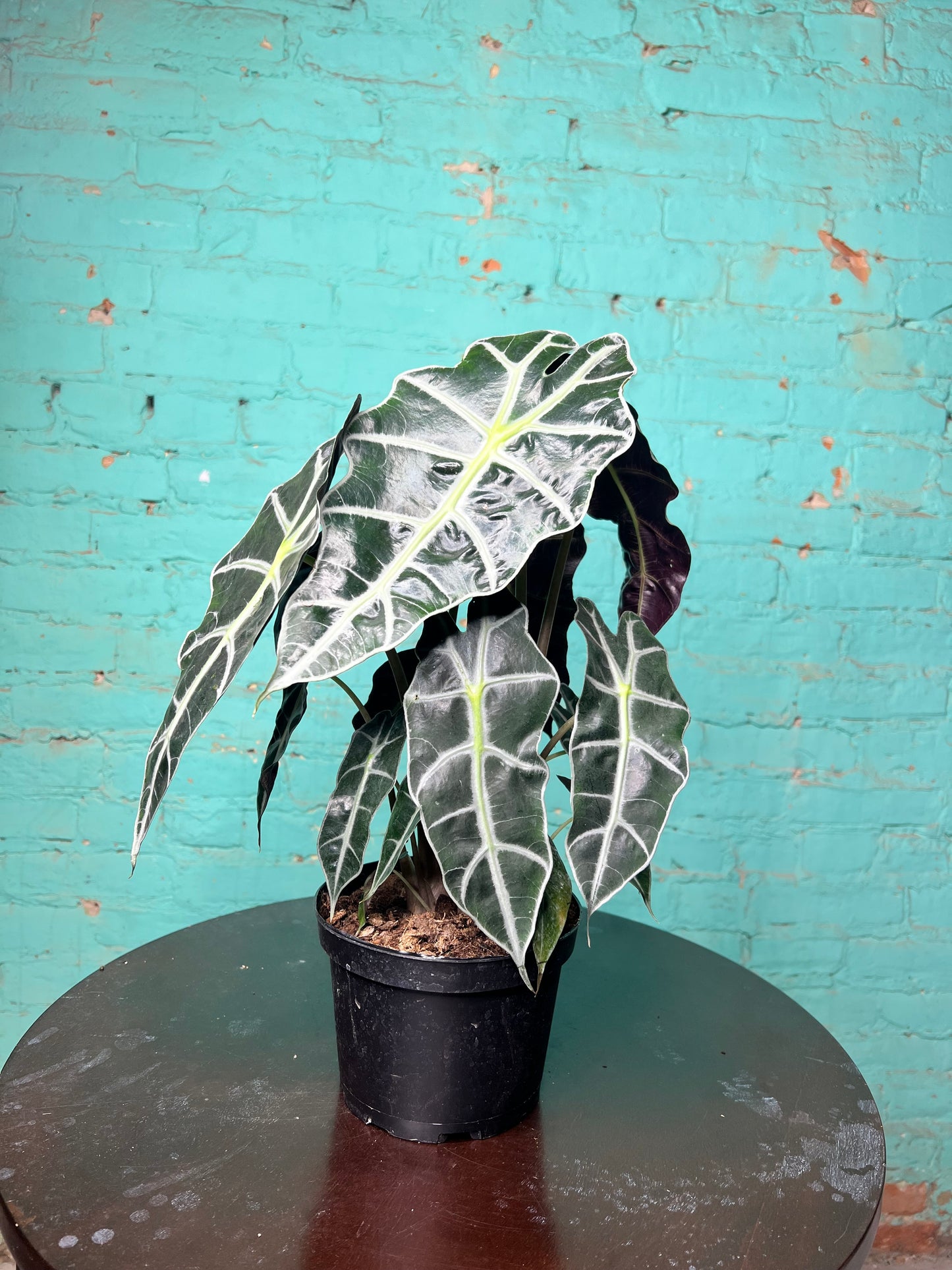 Alocasia Polly 6”