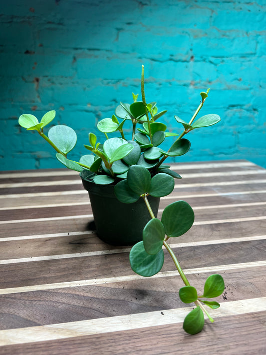Peperomia Hope