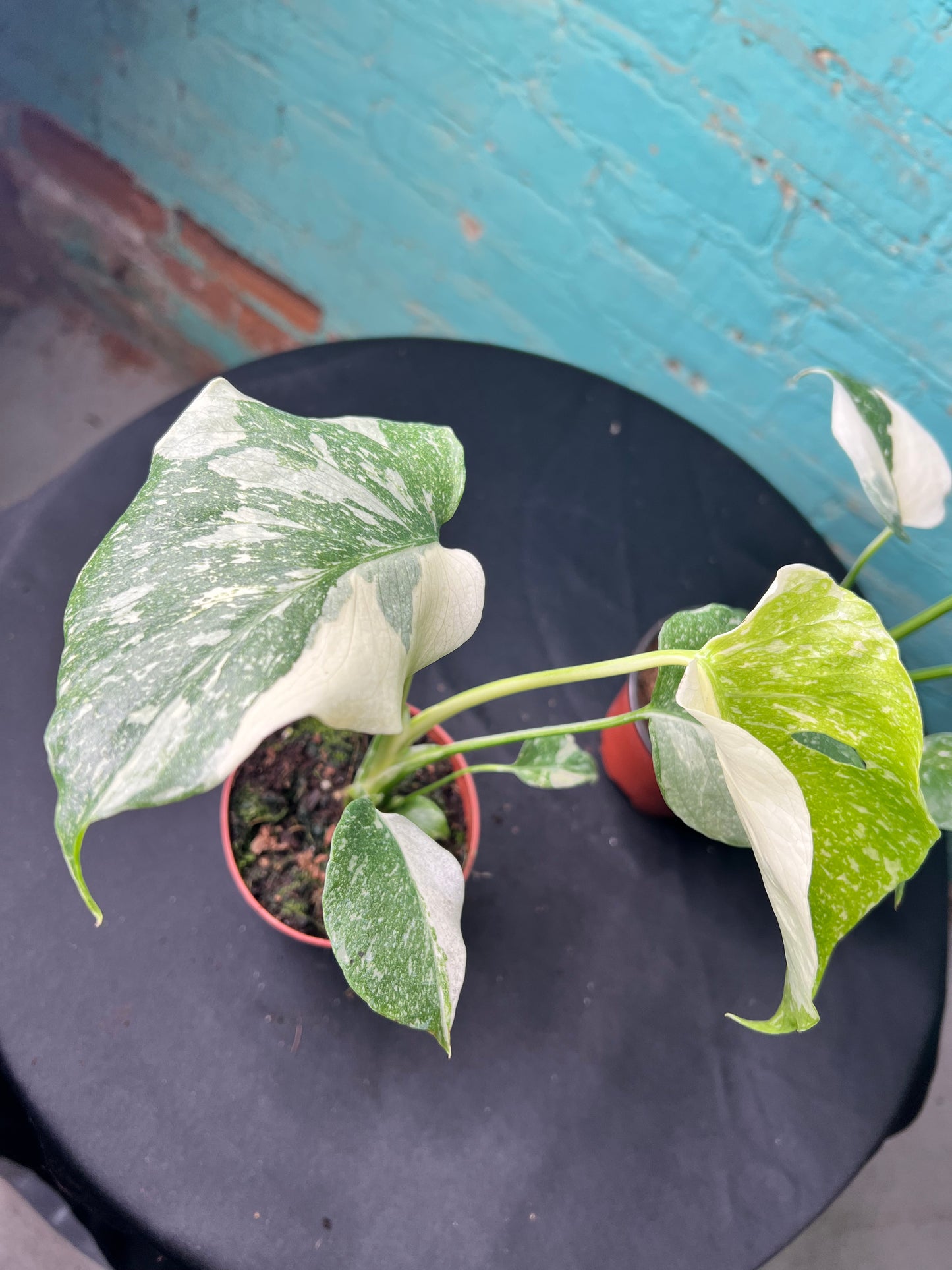 Monstera Thai constellation 4”