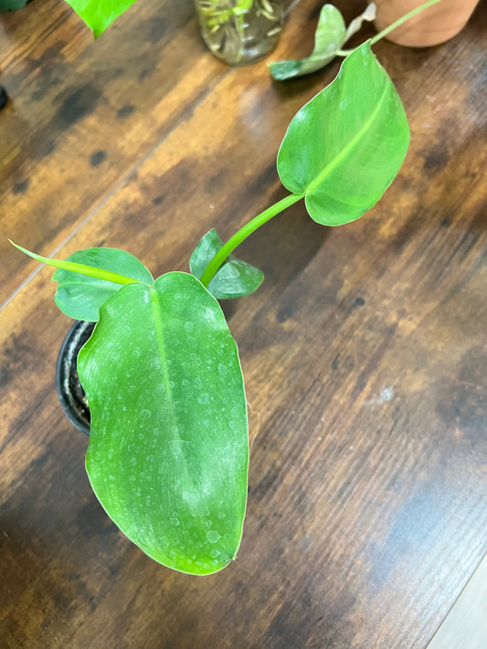 philodendron Jerry Thorne 4”