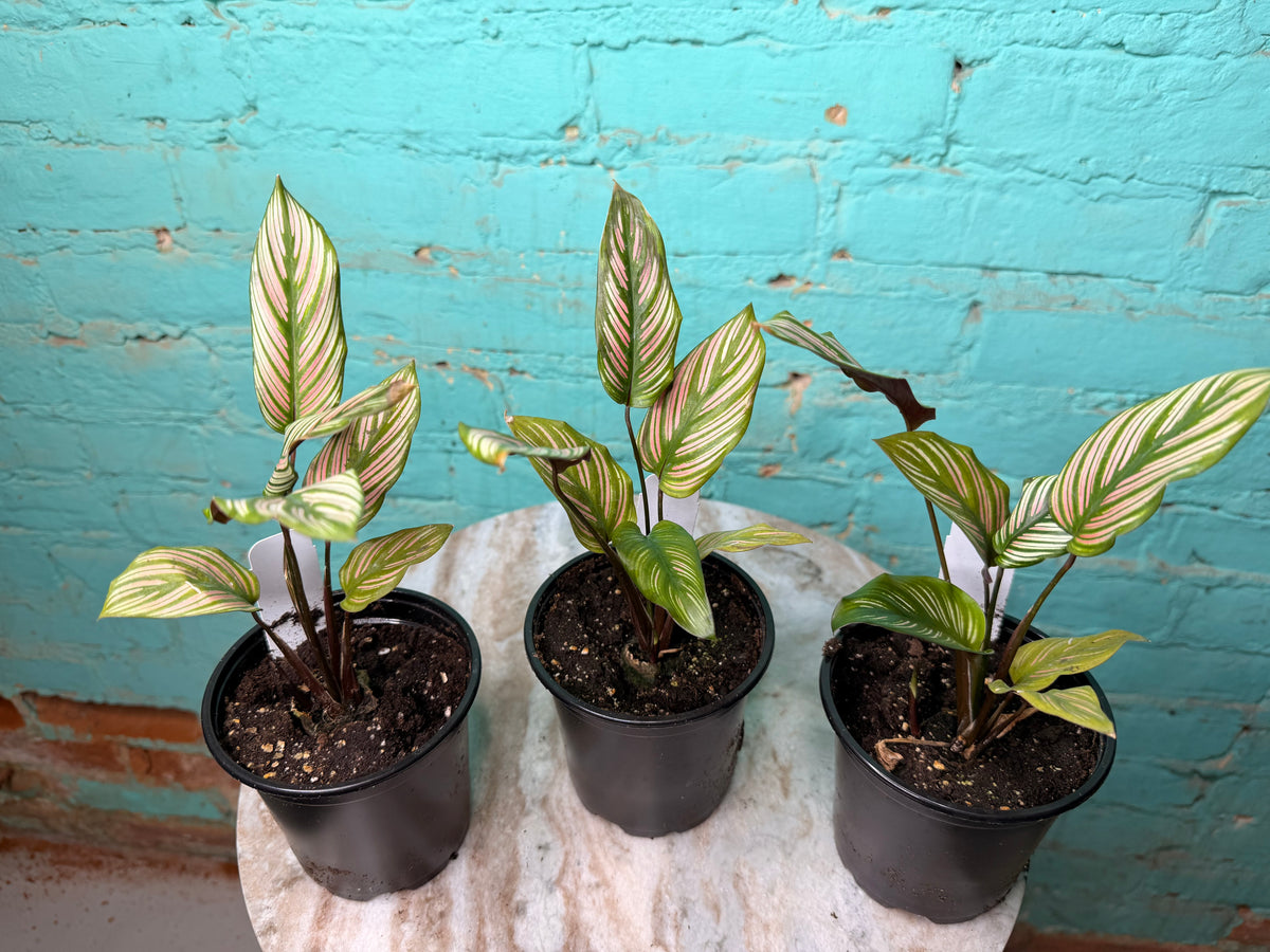 Calathea White Star 4”