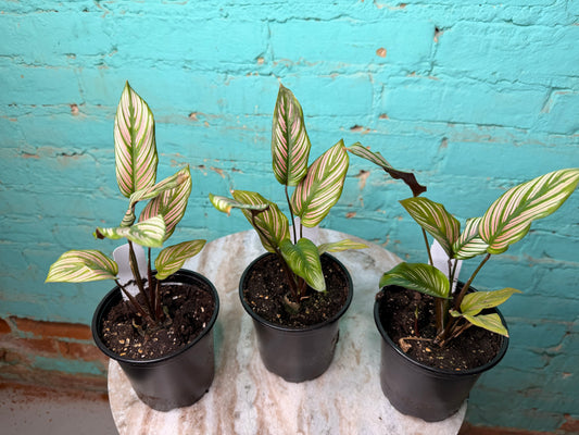 Calathea White Star 4”