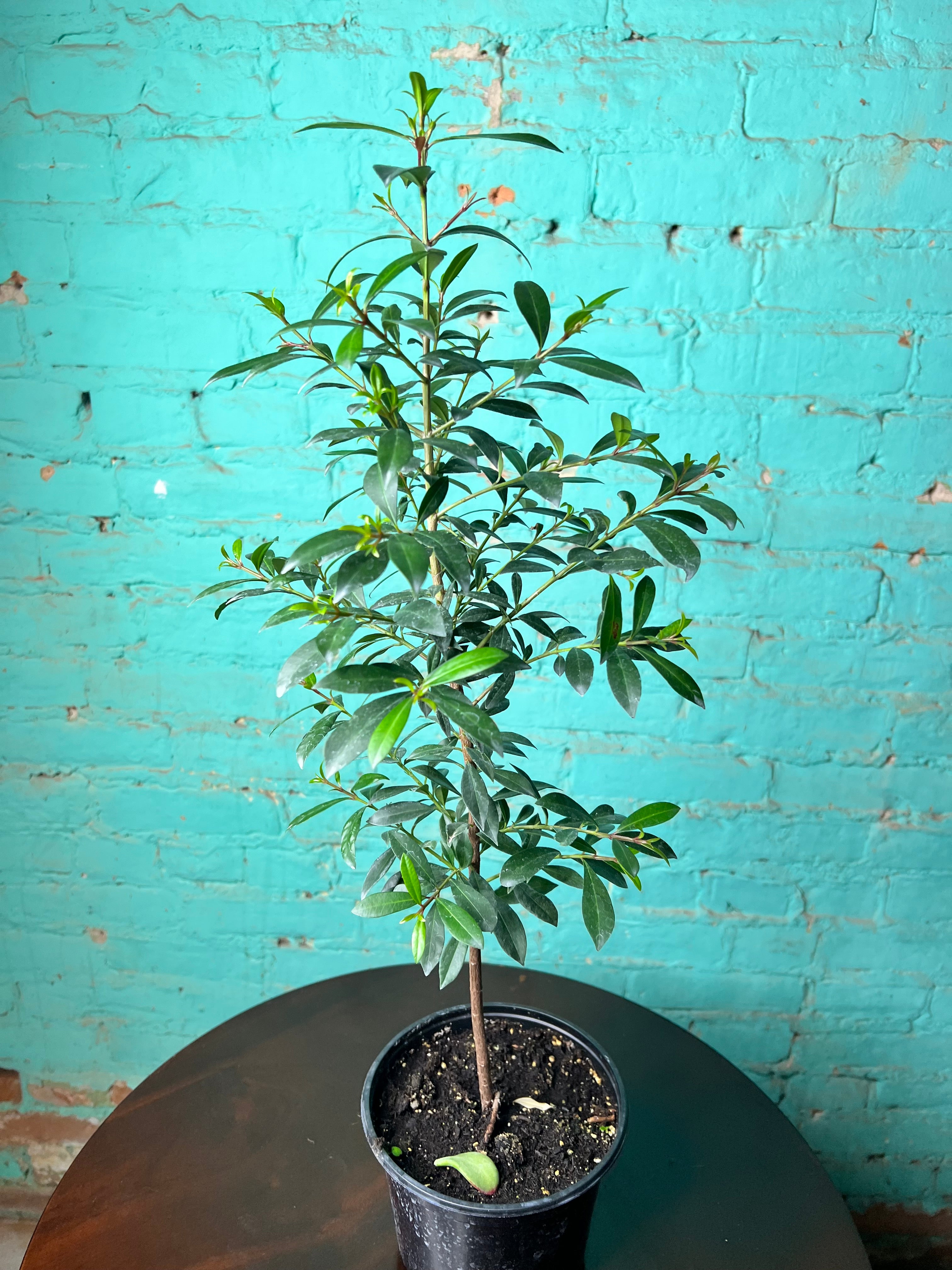 Magenta Cherry Tree 6” – The Rooted Plant Shop
