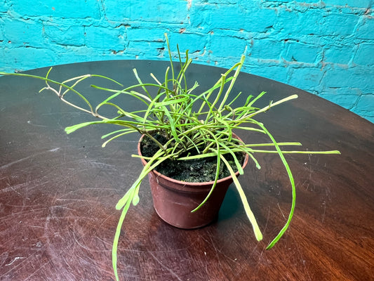Hoya Retusa 4”