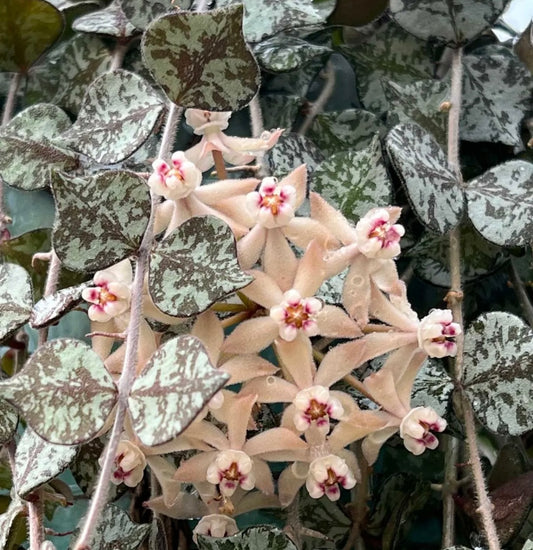 Hoya Curtisii